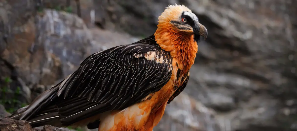 The Most Extreme Birds On The Planet