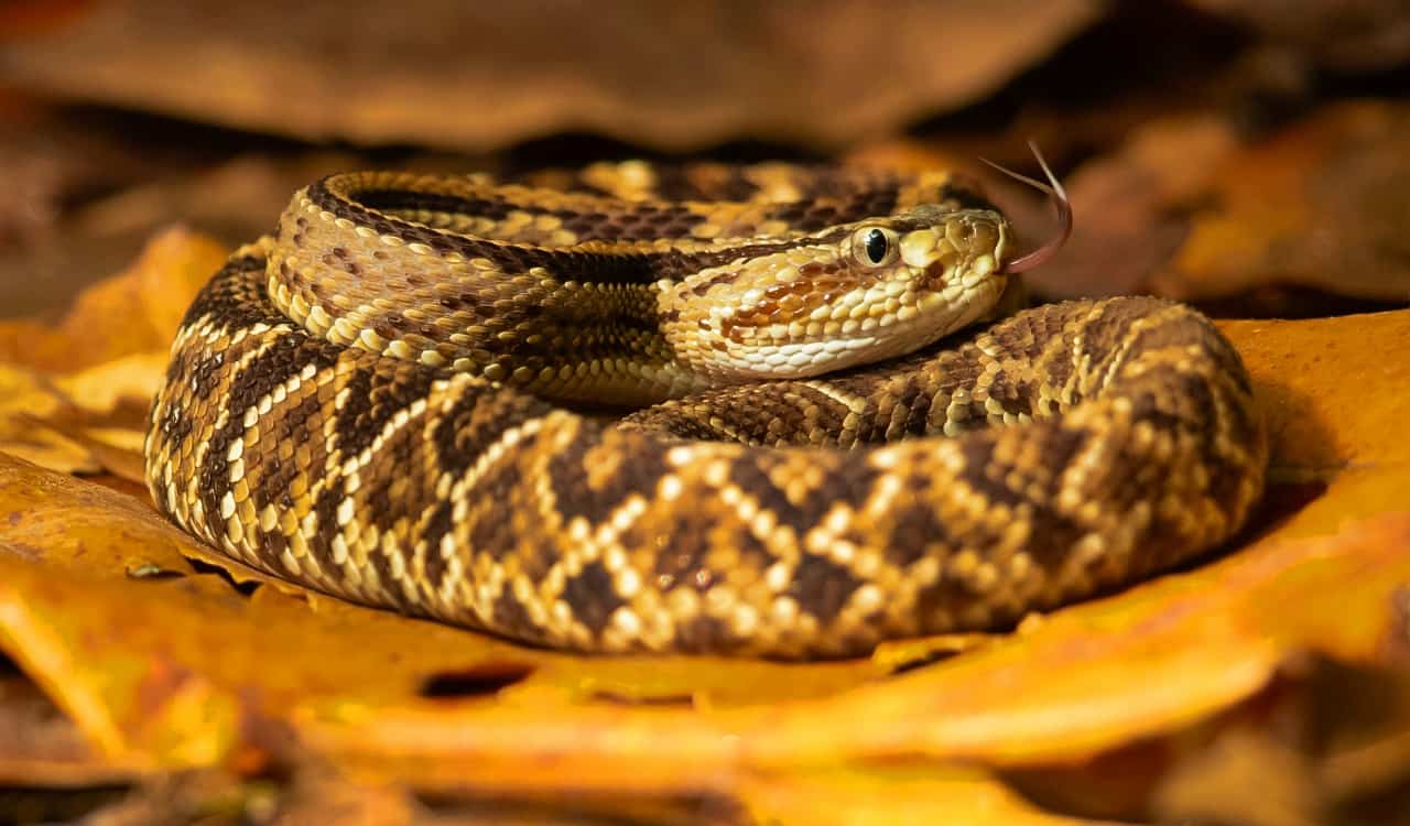 The Most Venomous Snakes On Planet Earth Today