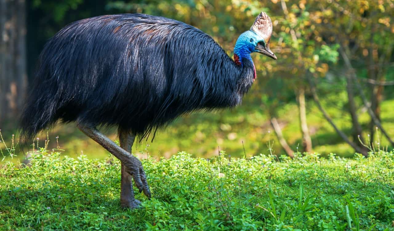 The Top Deadliest Animals In Australia