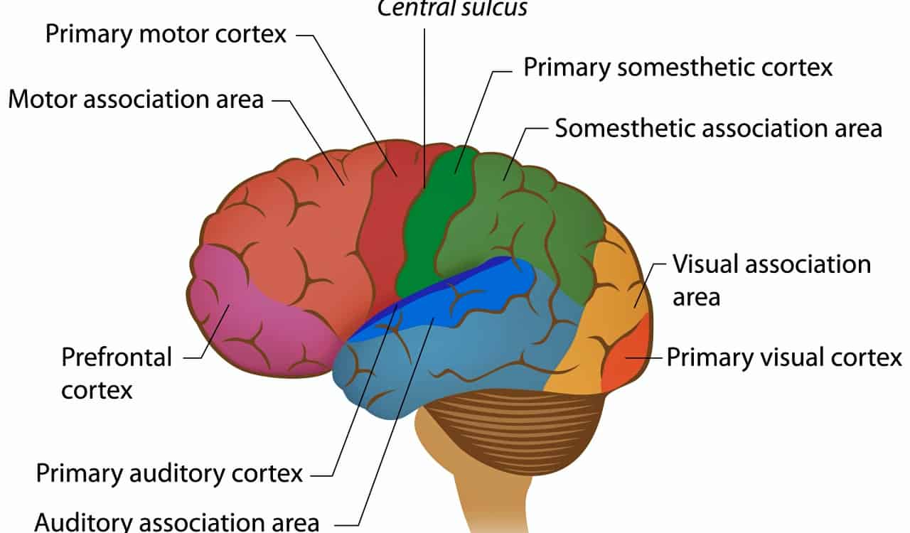 The Human Brain Explained So A 5 Year Old Could Understand