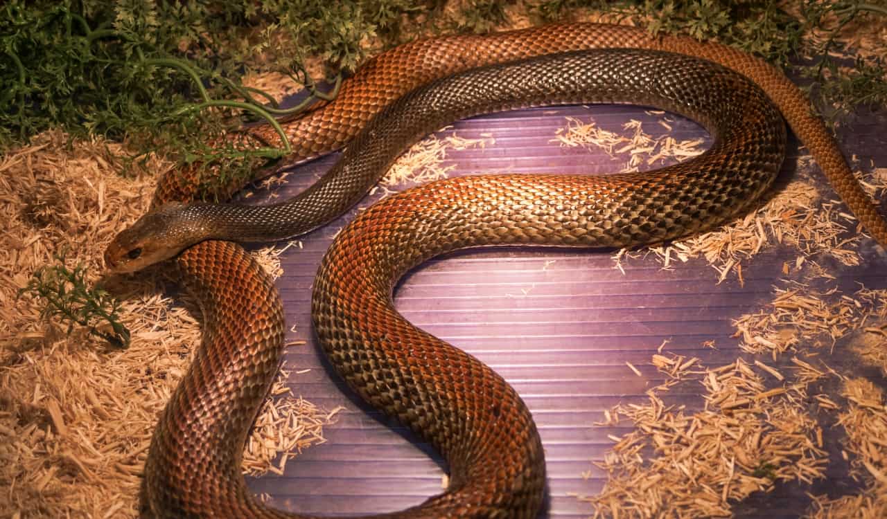 The Most Venomous Snakes On Planet Earth Today