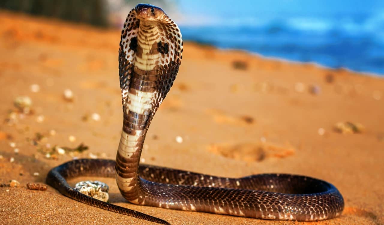 The Most Venomous Snakes On Planet Earth Today