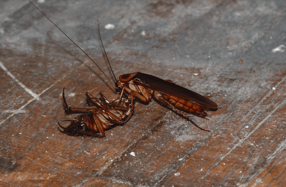 Cockroaches Are Now Immune to Insecticides, Making Them A Superbug