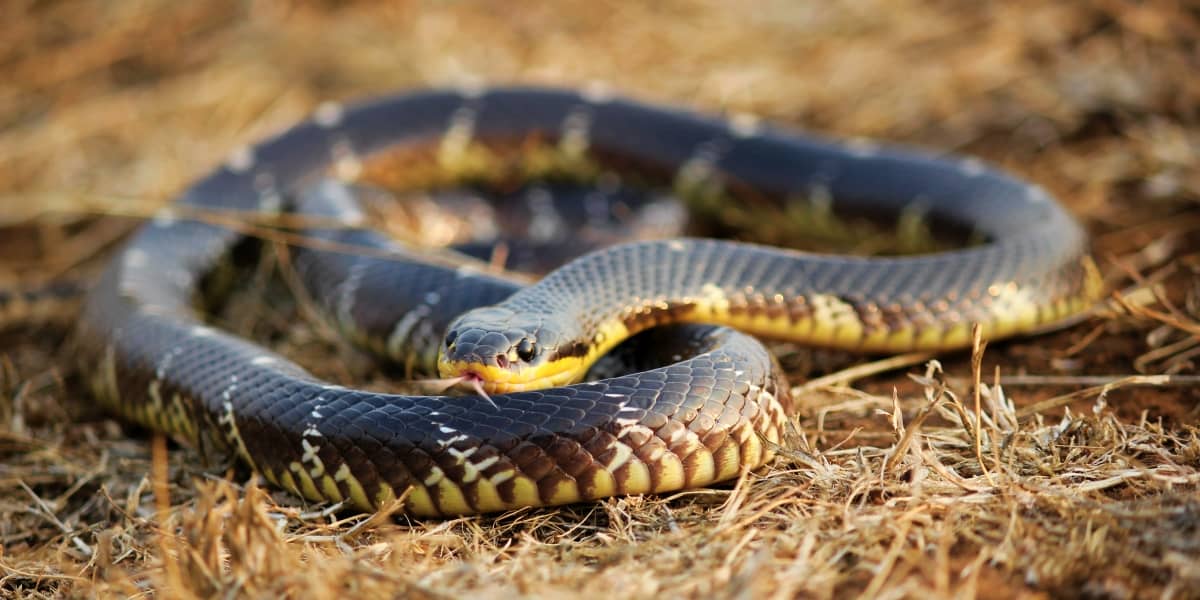 Avoid these Venomous Animals at All Costs