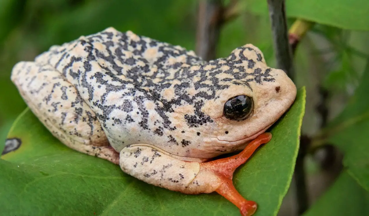 Incredible Animals That Can Gender-Switch