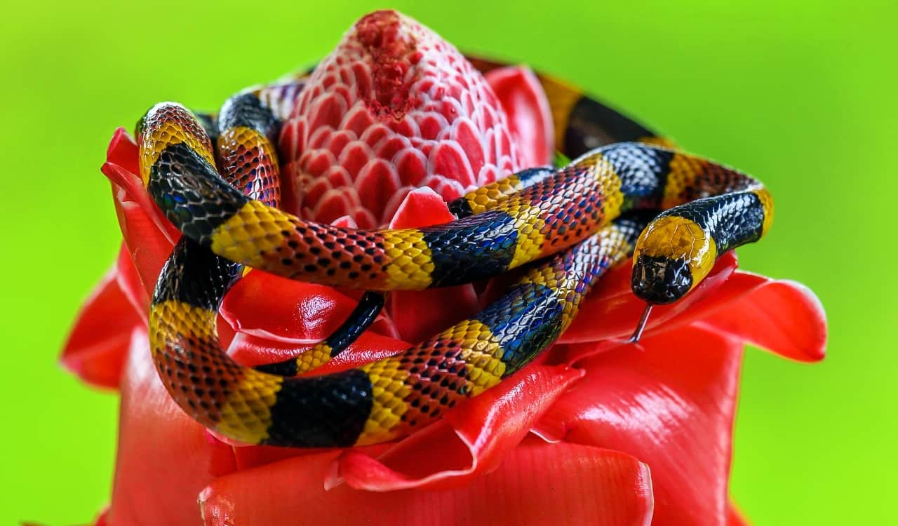 The Most Venomous Snakes On Planet Earth Today