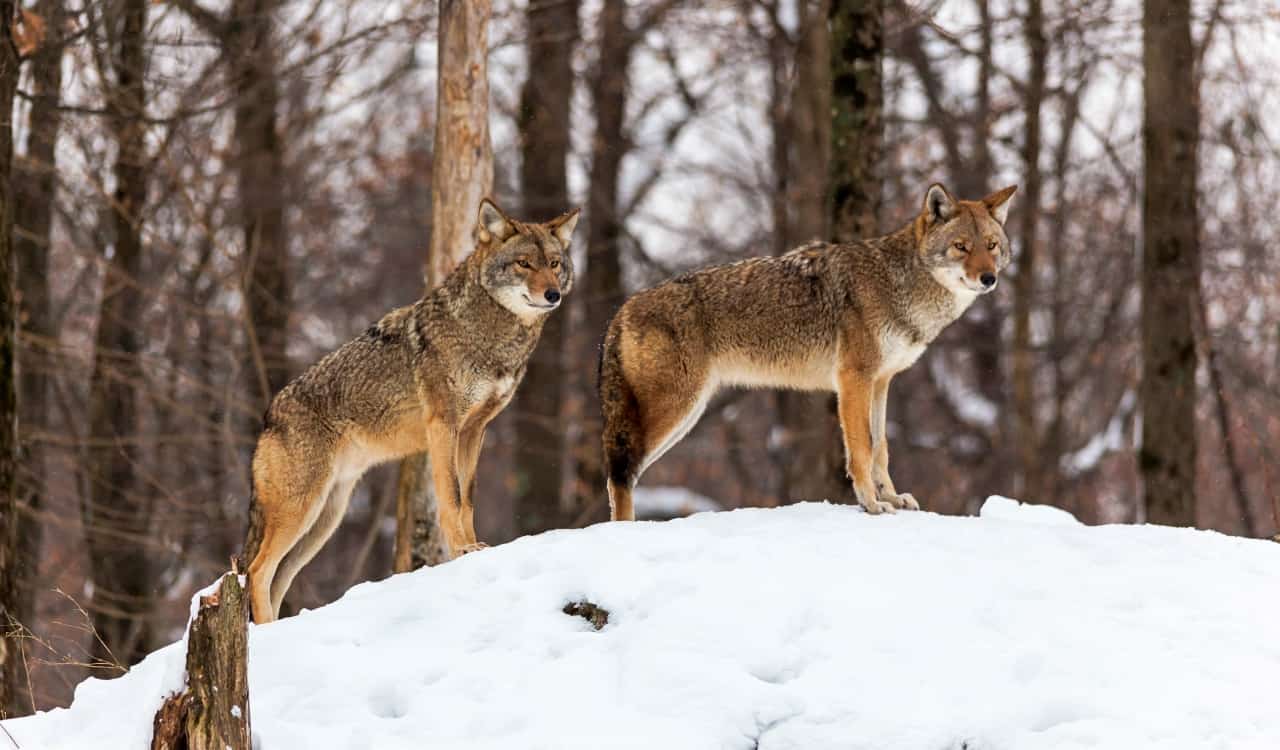 The Deadliest Animals In The United States