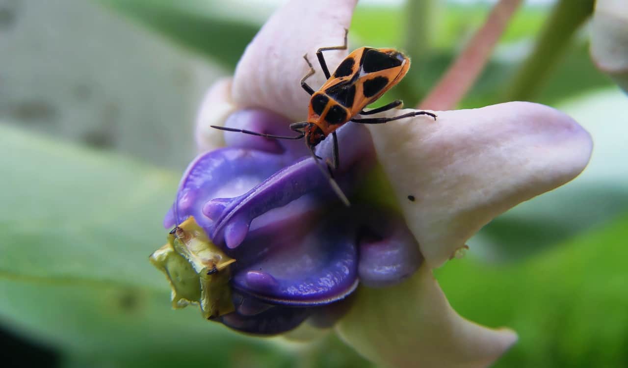 A Natural Science Enthusiast&#8217;s Guide to Medicinal Plants