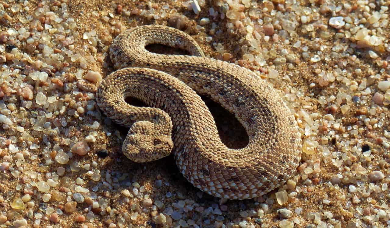 The Most Venomous Snakes On Planet Earth Today