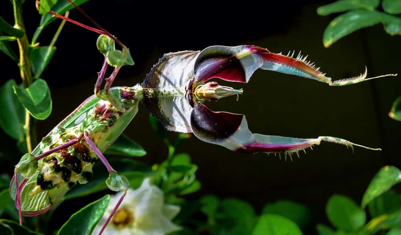 The World&#8217;s Creepiest Insects That Will Make Anybody&#8217;s Skin Crawl