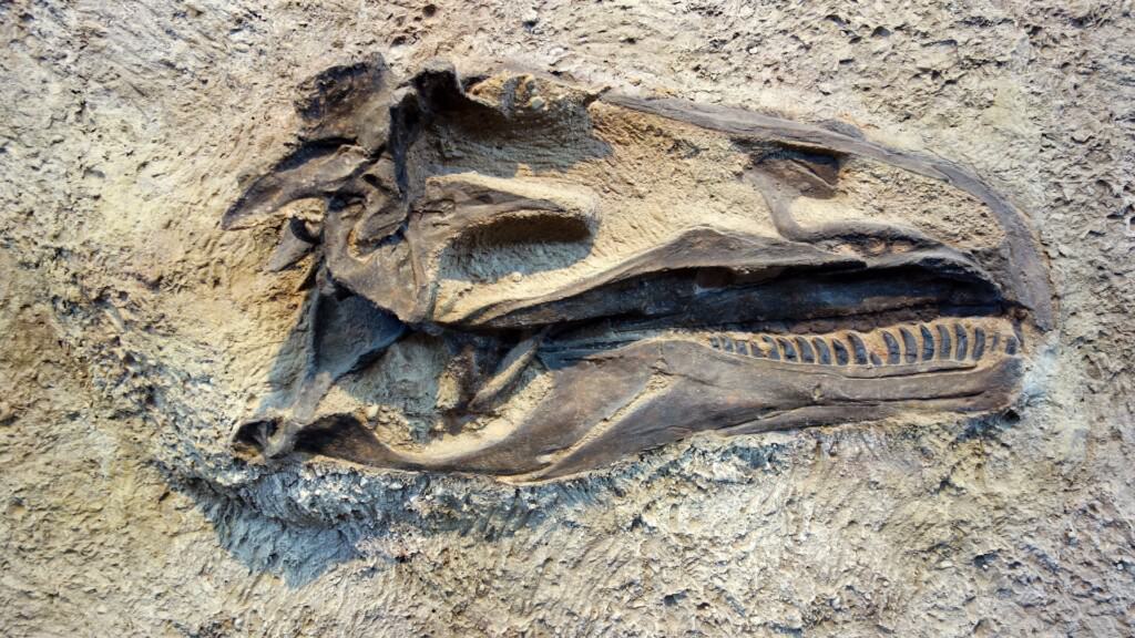 The Groundbreaking Discovery of a Tiny T-Rex in Utah