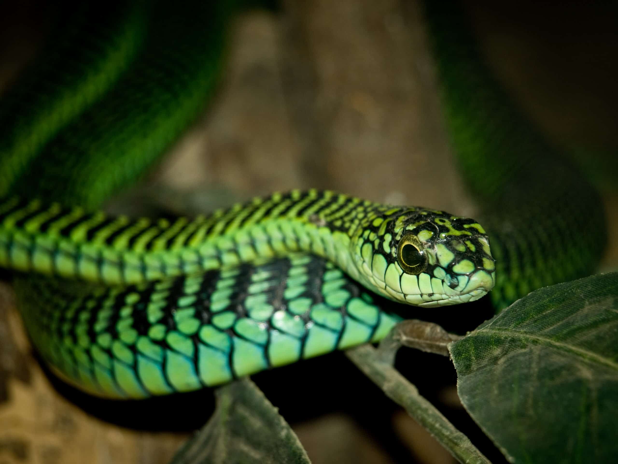 The Most Venomous Snakes On Planet Earth Today