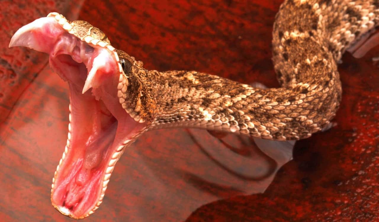 The Most Venomous Snakes On Planet Earth Today