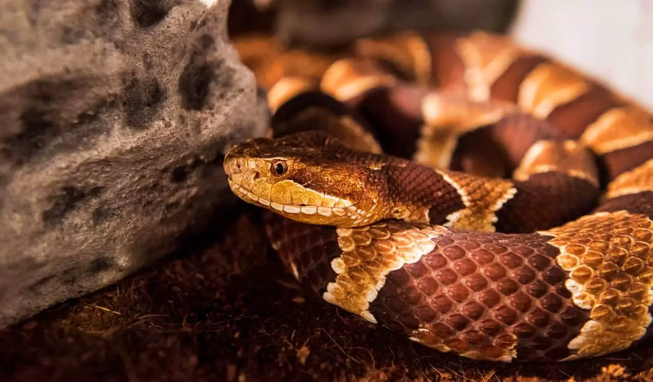 The Most Venomous Snakes On Planet Earth Today