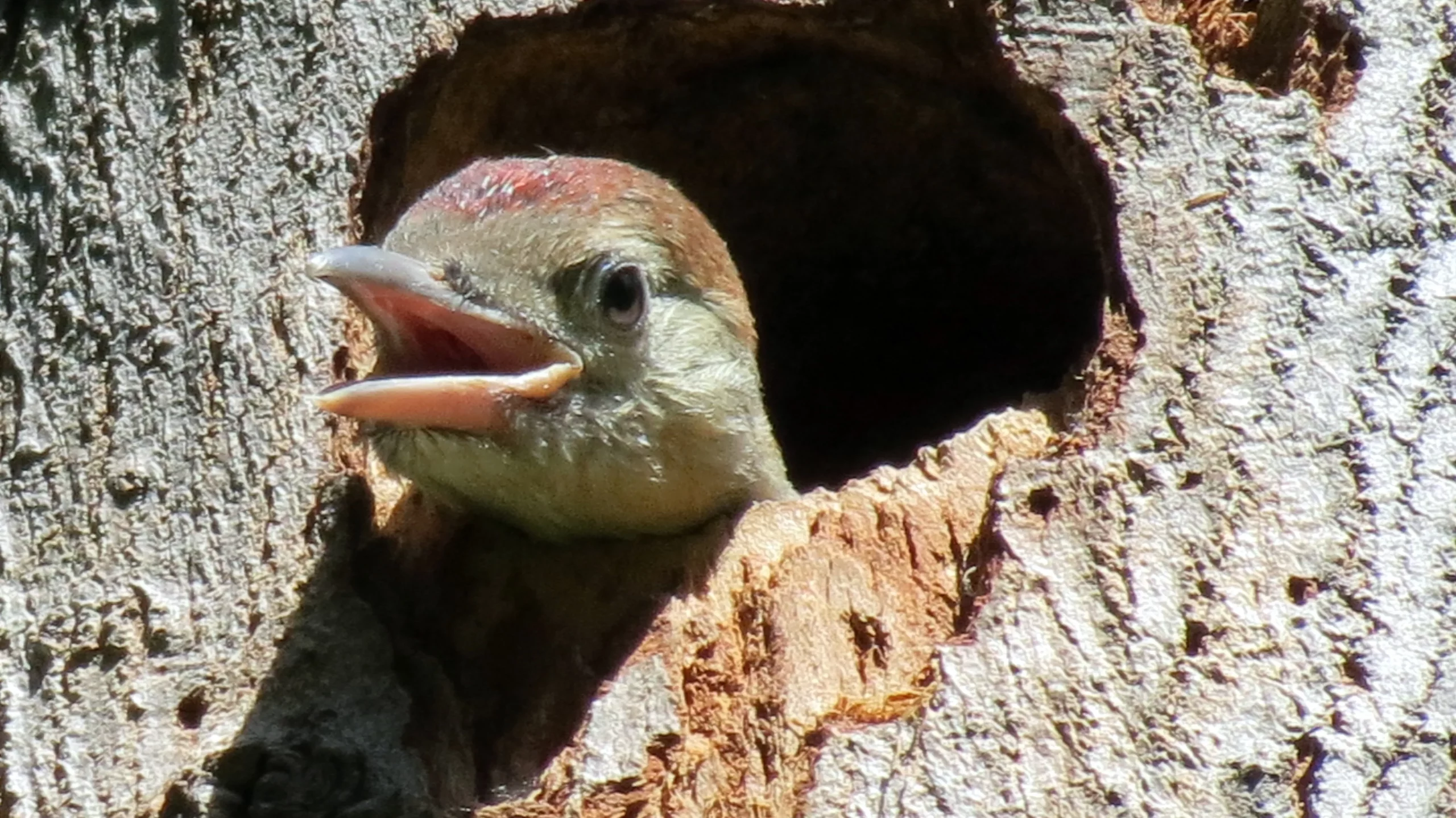 Here&#8217;s How Ants and Other Animals Find Their Way Home