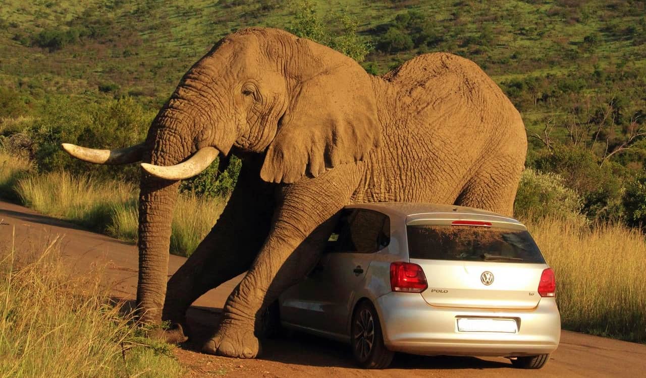 People Open Up About Their Nightmare Wildlife Safari Stories