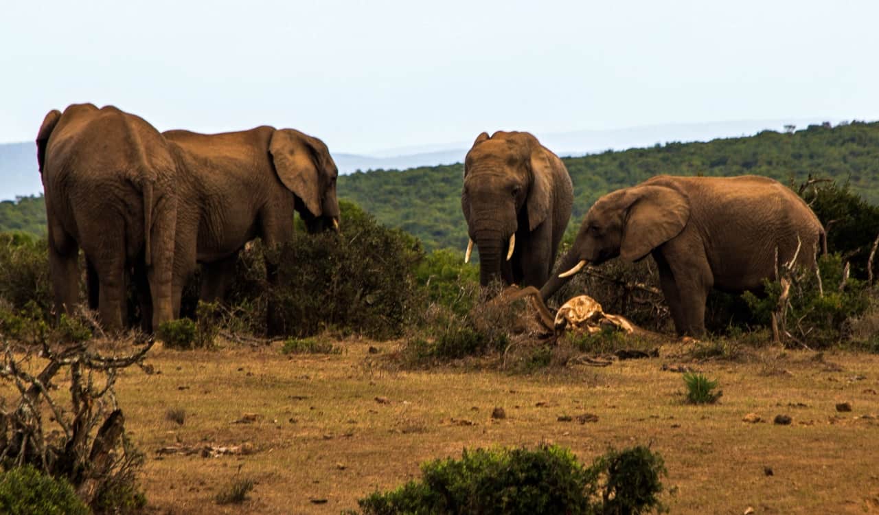 People Open Up About Their Nightmare Wildlife Safari Stories