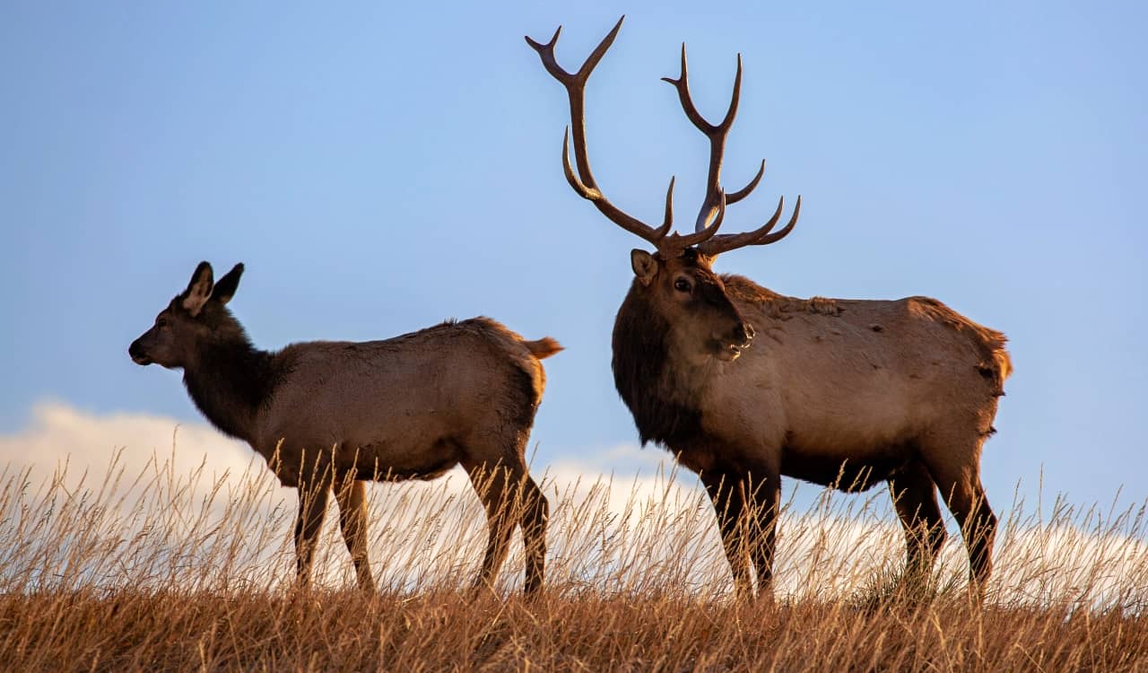 The Fastest Animals on the Planet Today