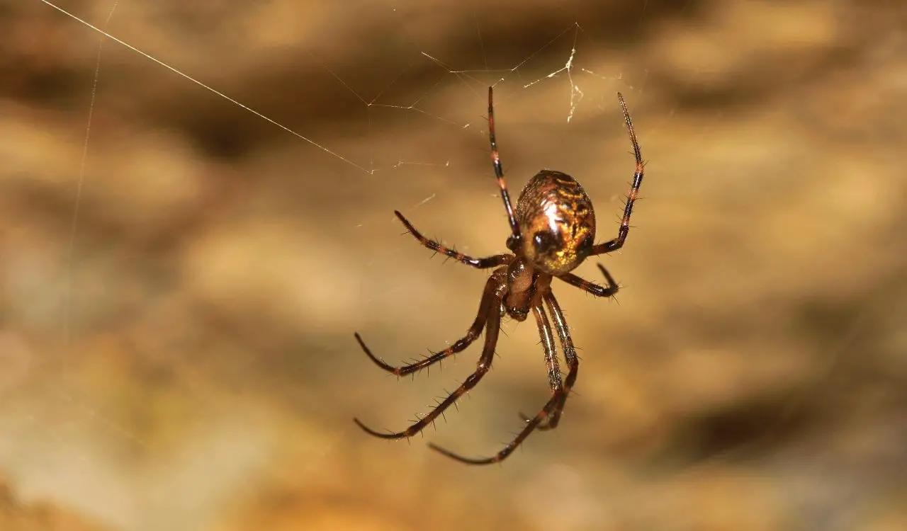 Creepy Animals That Evolved To Live In Caves