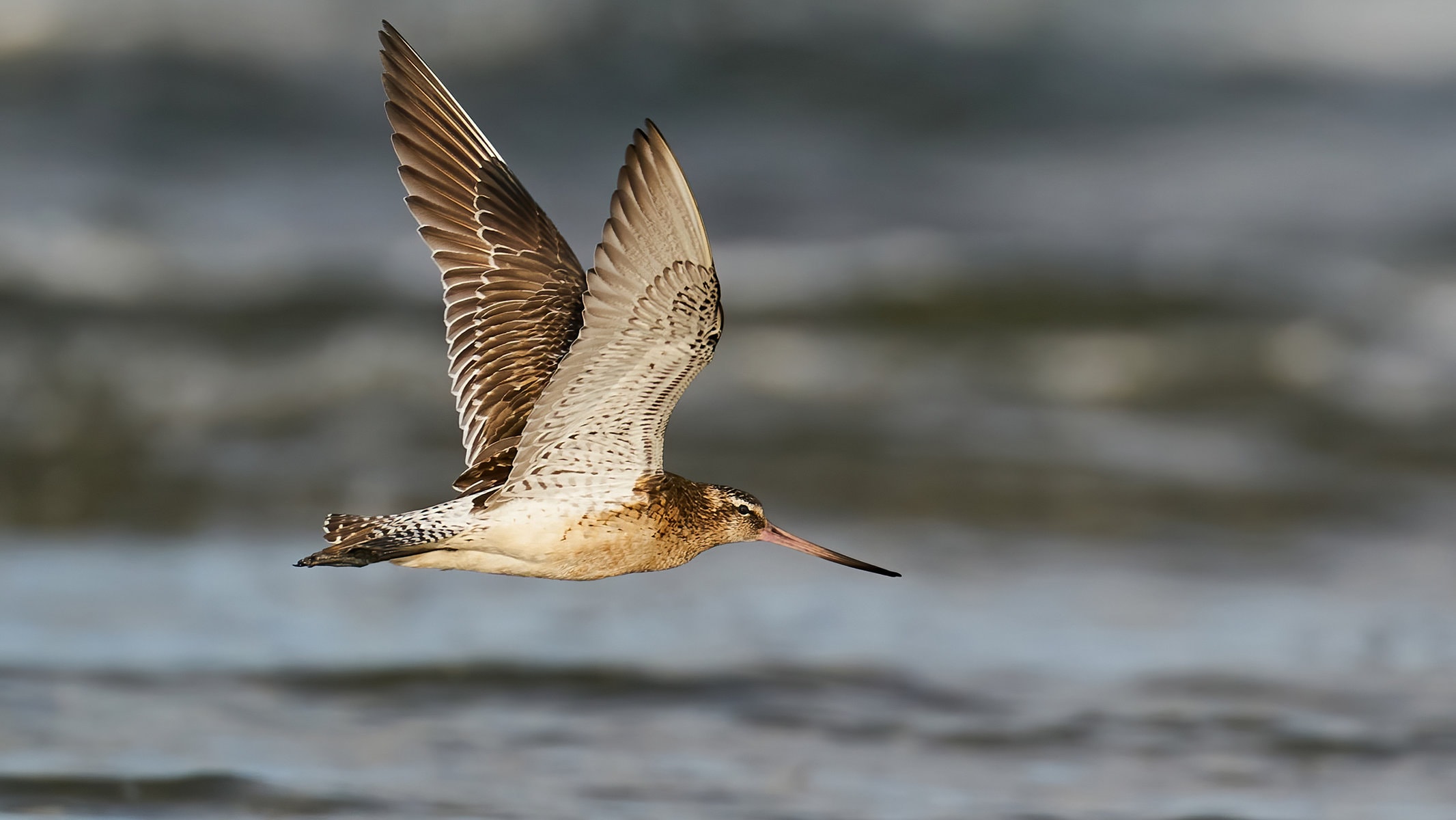 The Most Extreme Birds On The Planet