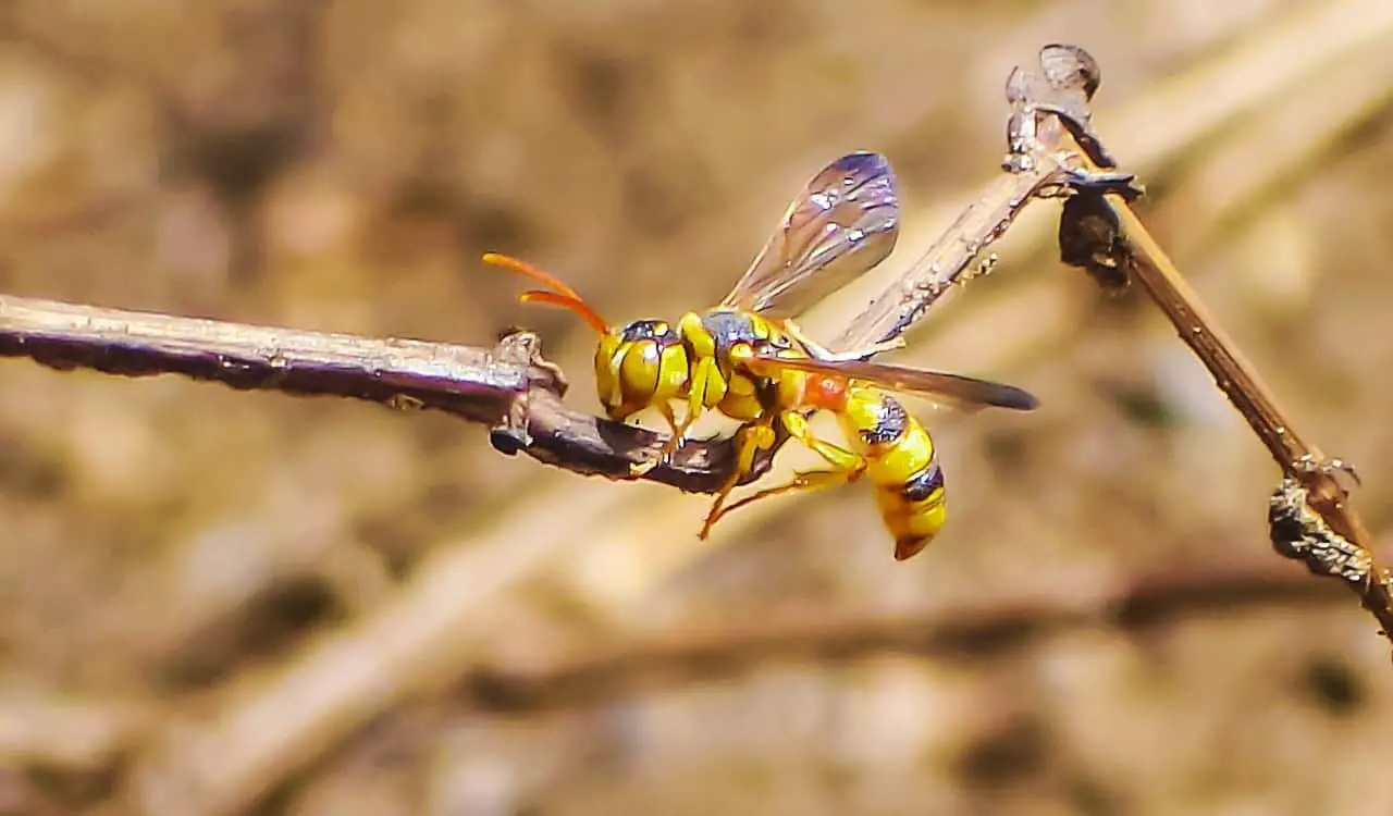 Terrifying Bees &#038; Wasps That Will Keep You Indoors