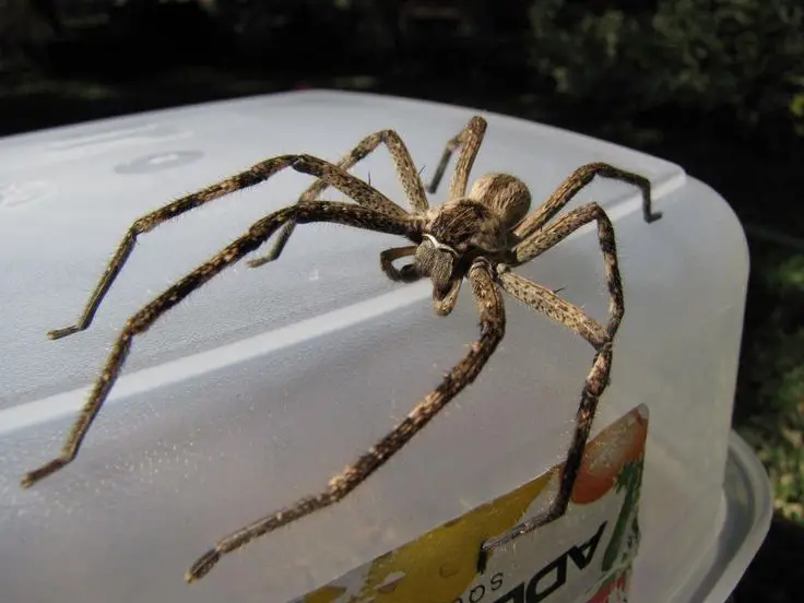 Scariest Spider Encounters That Will Make You Say &#8220;Burn It Down&#8221;