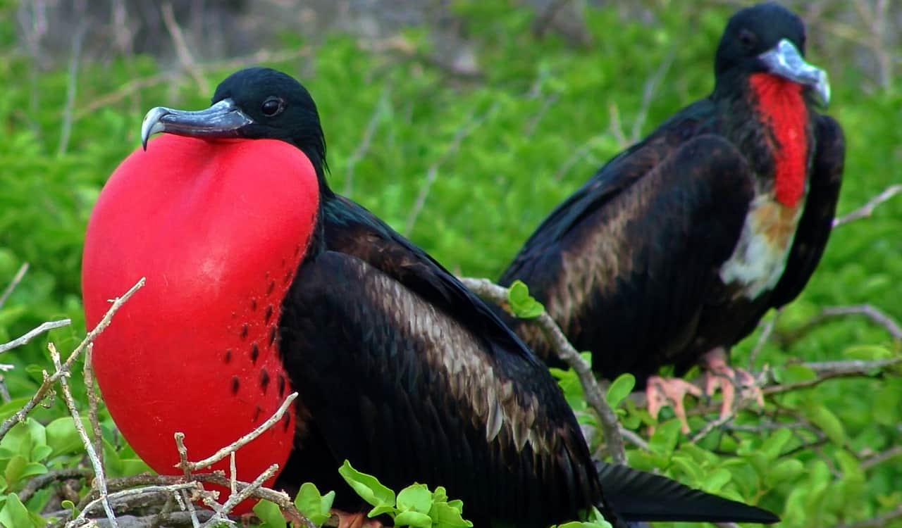 The Fastest Animals on the Planet Today