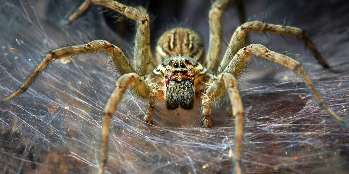 The Top Deadliest Animals In Australia