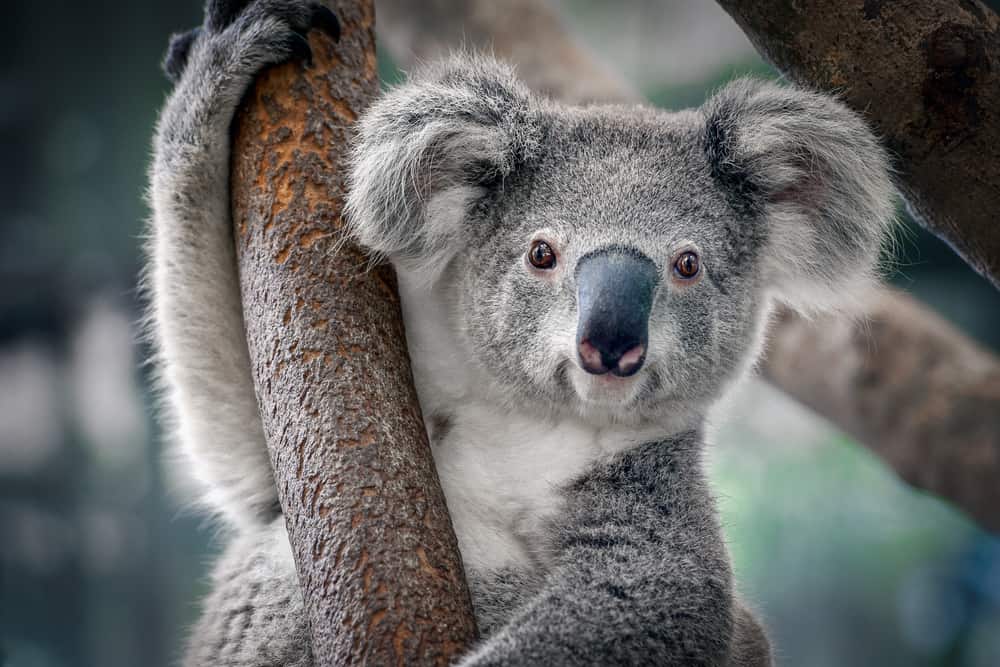 Times Koalas Were Anything But Cute