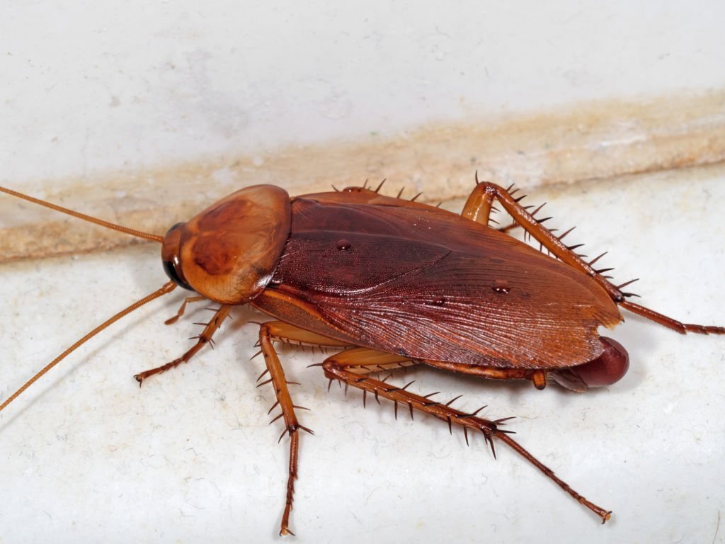 Cockroaches Are Now Immune to Insecticides, Making Them A Superbug