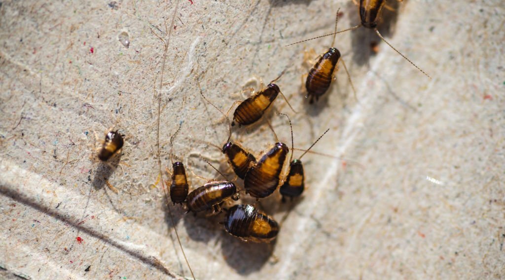 Cockroaches Are Now Immune to Insecticides, Making Them A Superbug