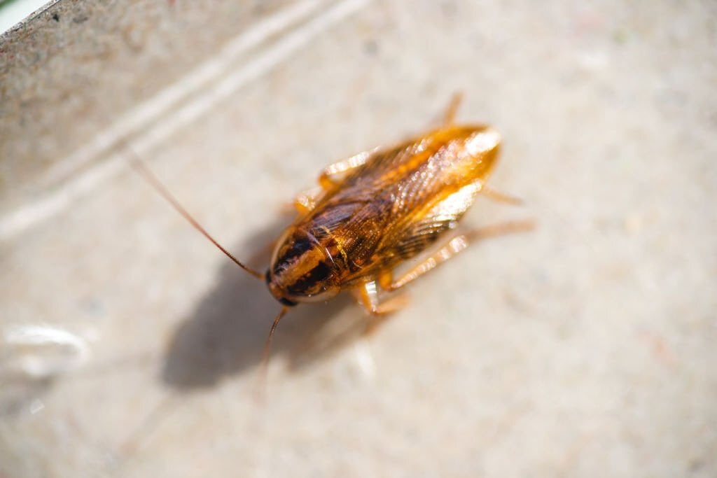 Cockroaches Are Now Immune to Insecticides, Making Them A Superbug