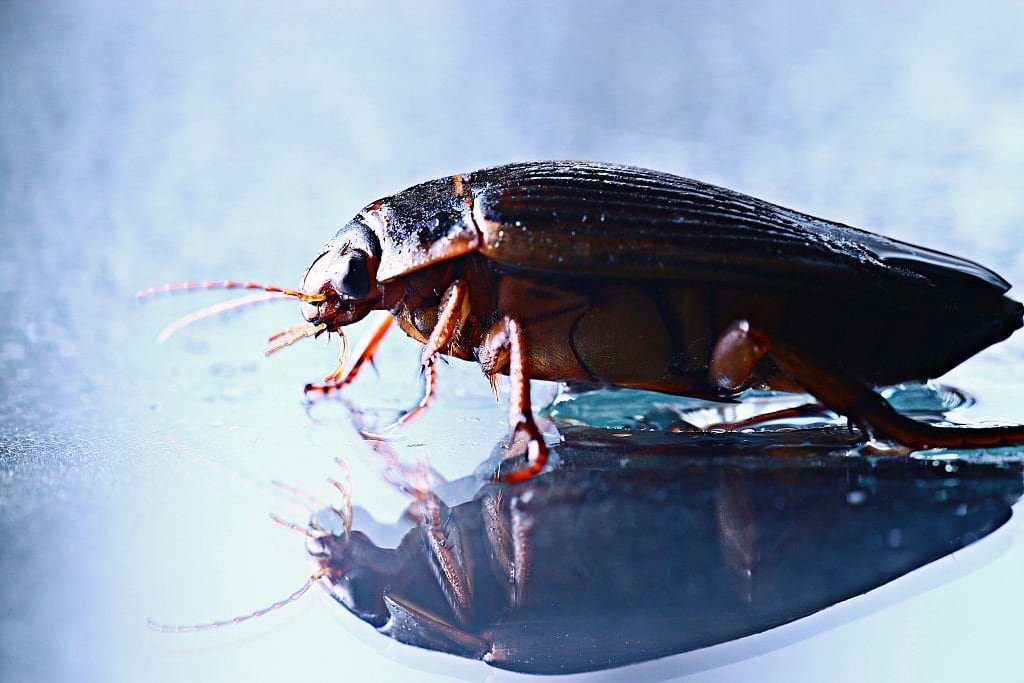 Cockroaches Are Now Immune to Insecticides, Making Them A Superbug