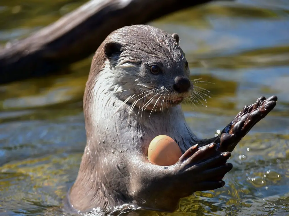 Heartwarming Otter Facts That Will Make Your Day A Little Brighter