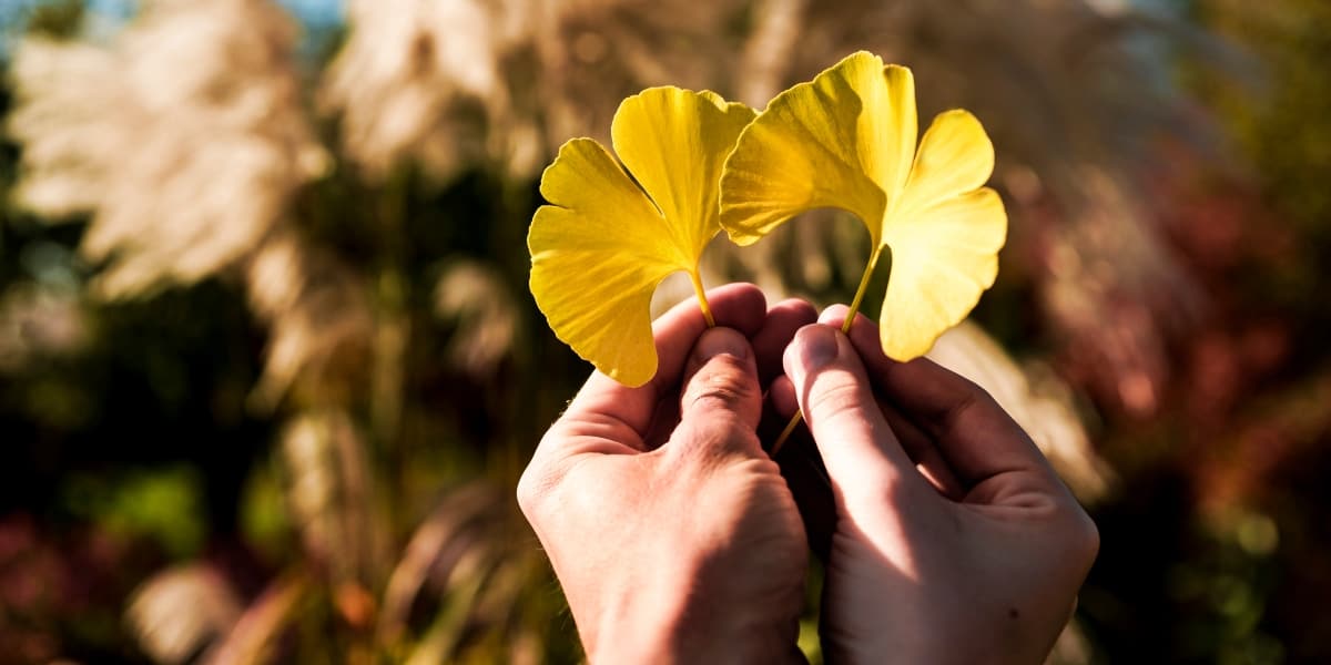 A Natural Science Enthusiast&#8217;s Guide to Medicinal Plants