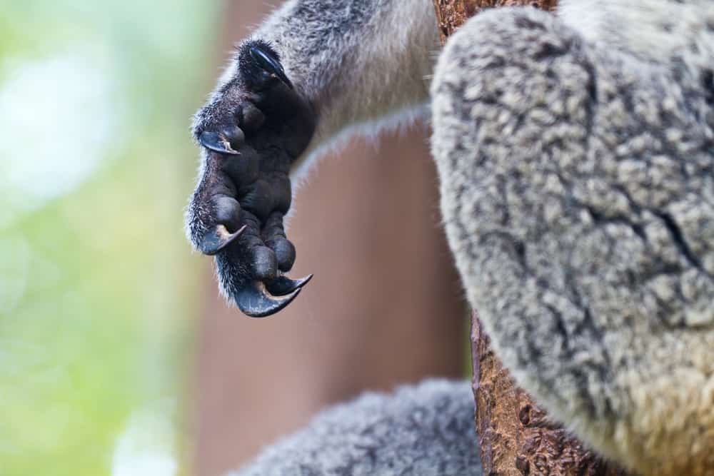 Times Koalas Were Anything But Cute