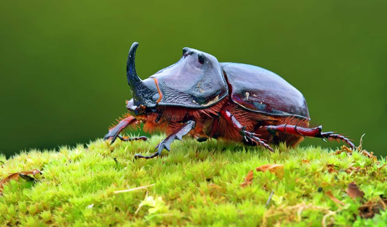 The World&#8217;s Creepiest Insects That Will Make Anybody&#8217;s Skin Crawl