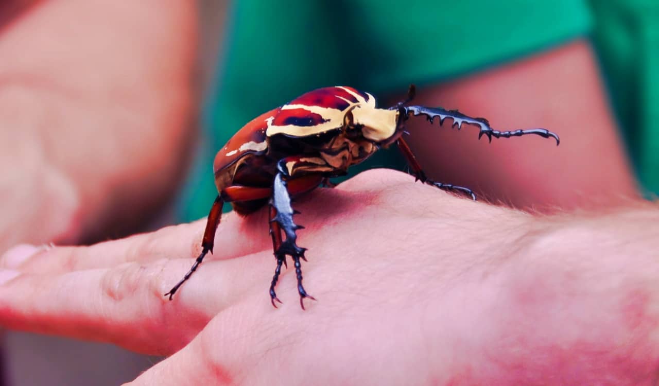 The World&#8217;s Creepiest Insects That Will Make Anybody&#8217;s Skin Crawl