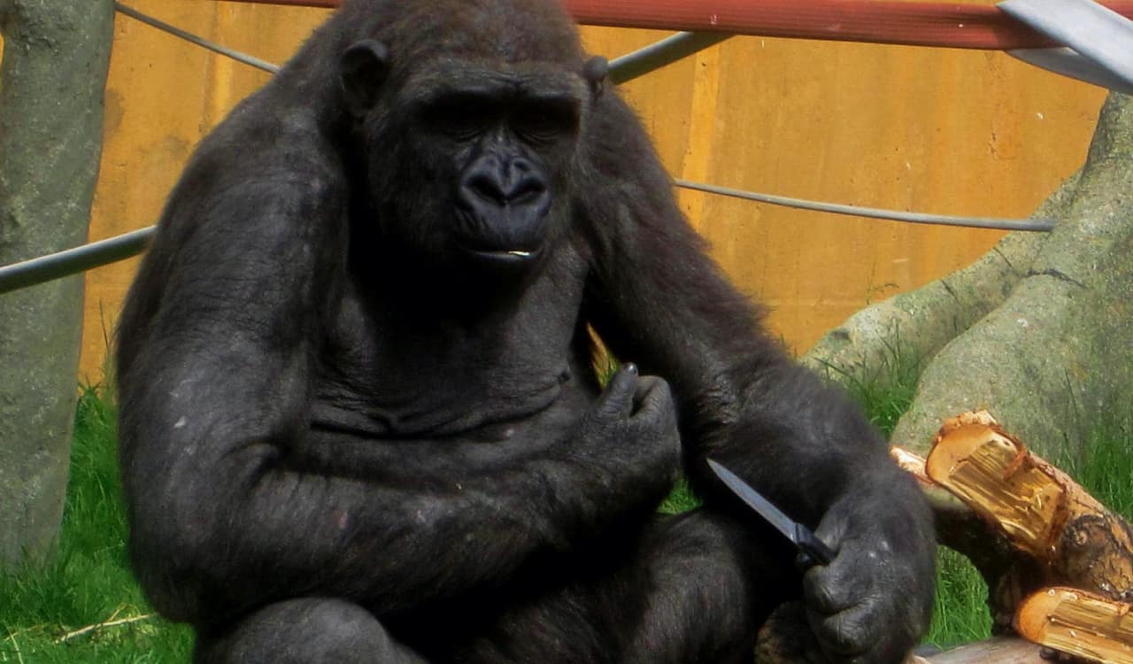 The Worst Things That Ever Happened At Zoos