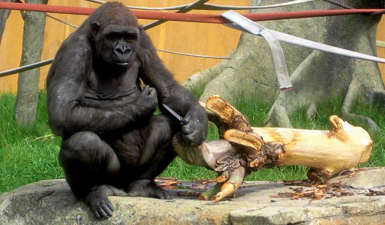 The Worst Things That Ever Happened At Zoos