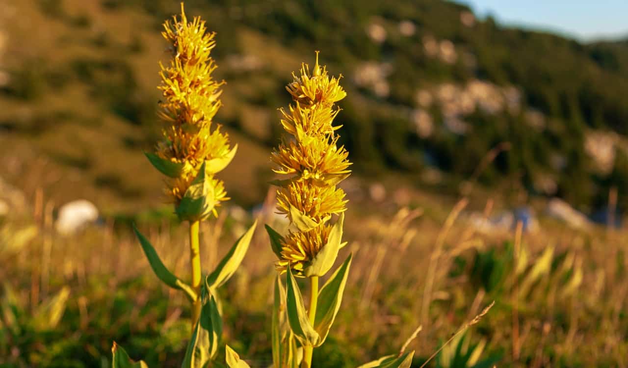 A Natural Science Enthusiast&#8217;s Guide to Medicinal Plants