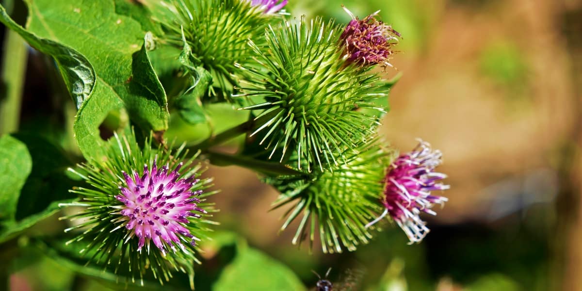 A Natural Science Enthusiast&#8217;s Guide to Medicinal Plants