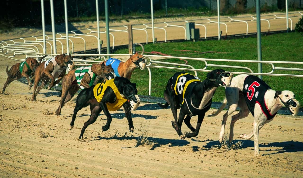 The Fastest Animals on the Planet Today