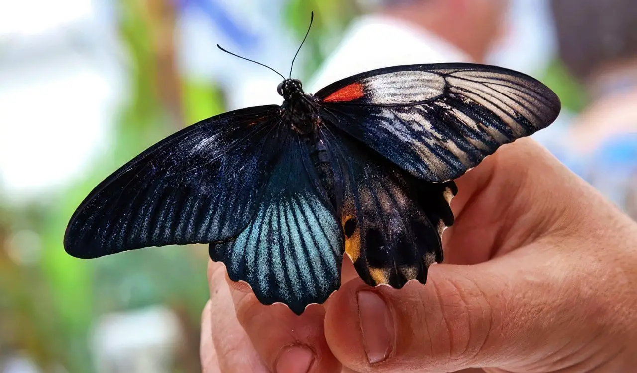 Incredible Animals That Can Gender-Switch