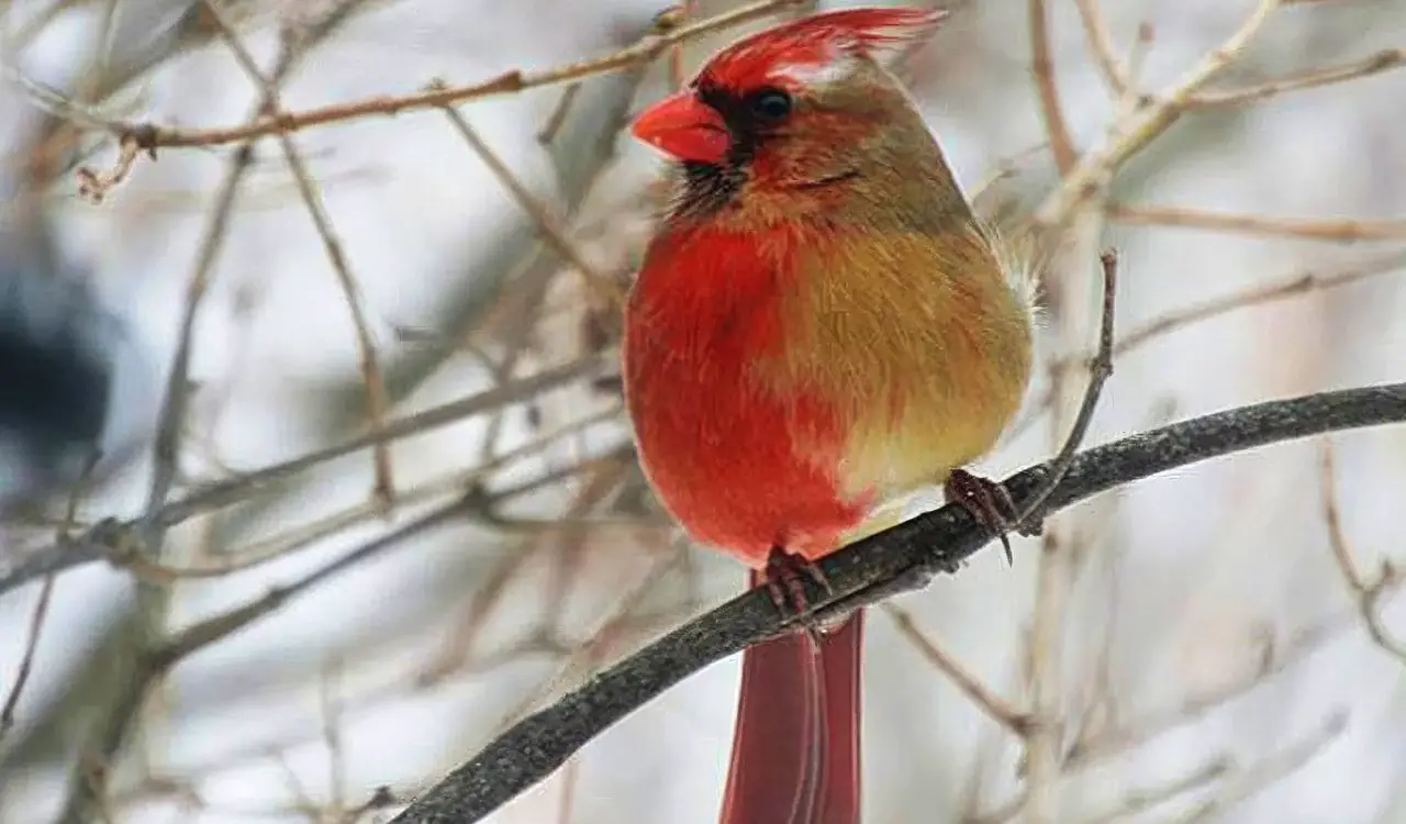 Incredible Animals That Can Gender-Switch