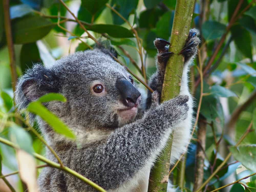 Times Koalas Were Anything But Cute