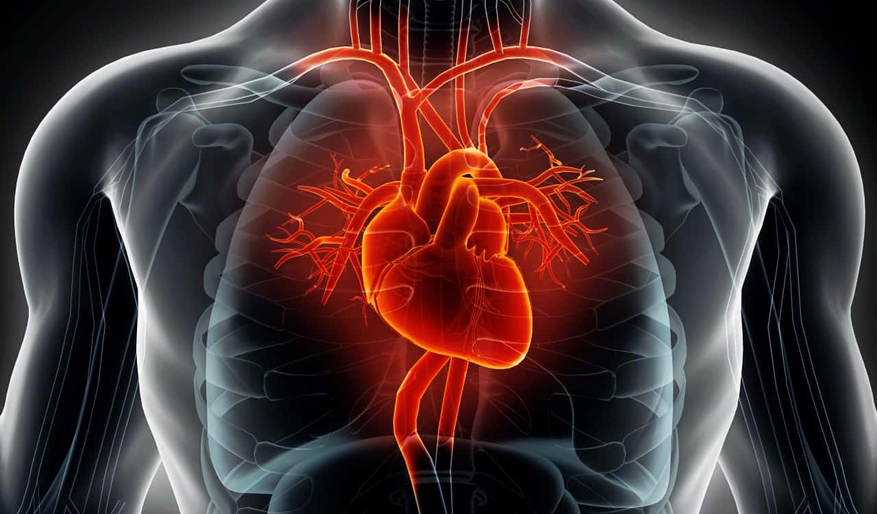 The Human Heart Explained So That Even A 5 Year Old Can Understand