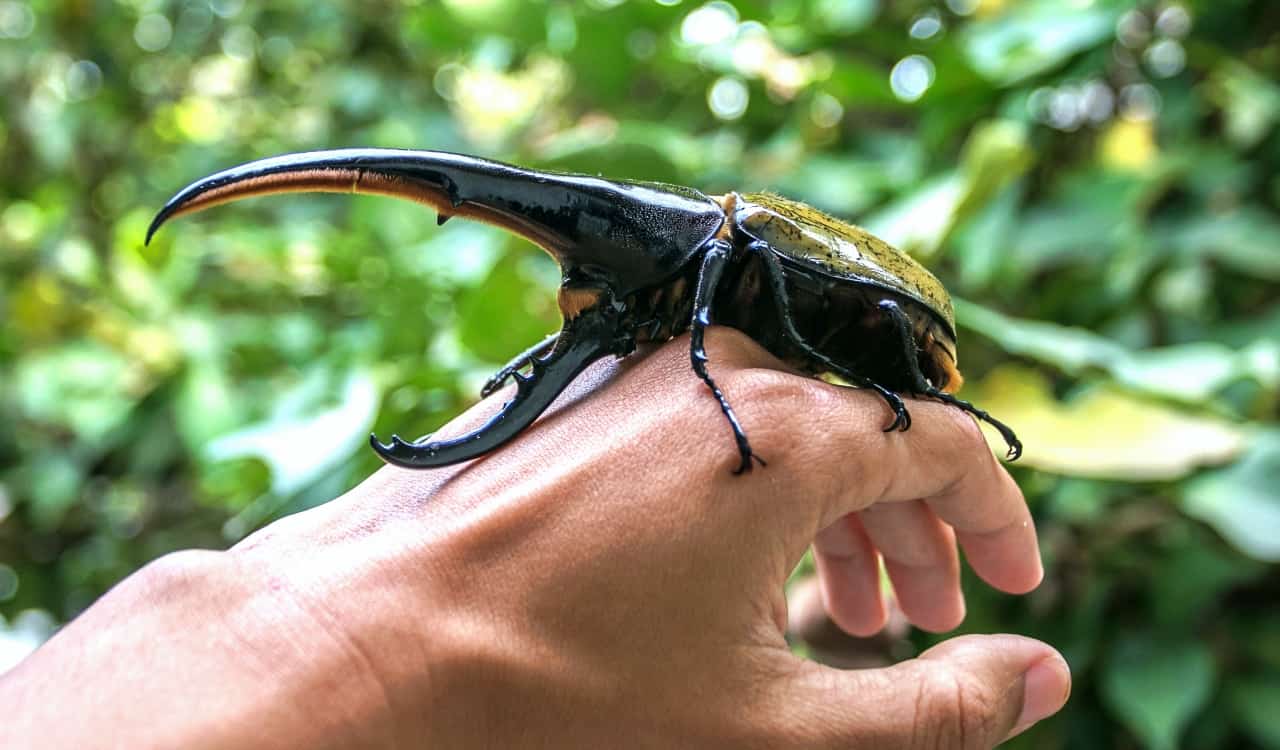 The World&#8217;s Creepiest Insects That Will Make Anybody&#8217;s Skin Crawl