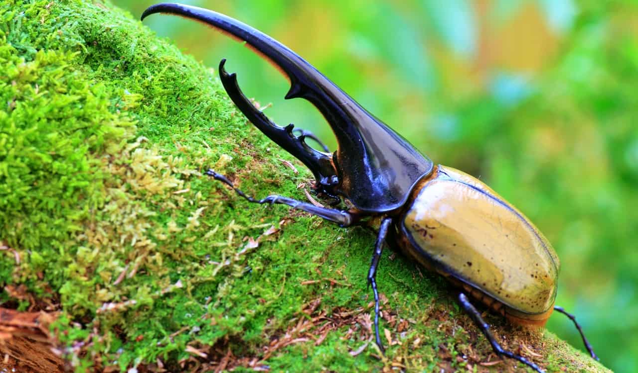 The World&#8217;s Creepiest Insects That Will Make Anybody&#8217;s Skin Crawl