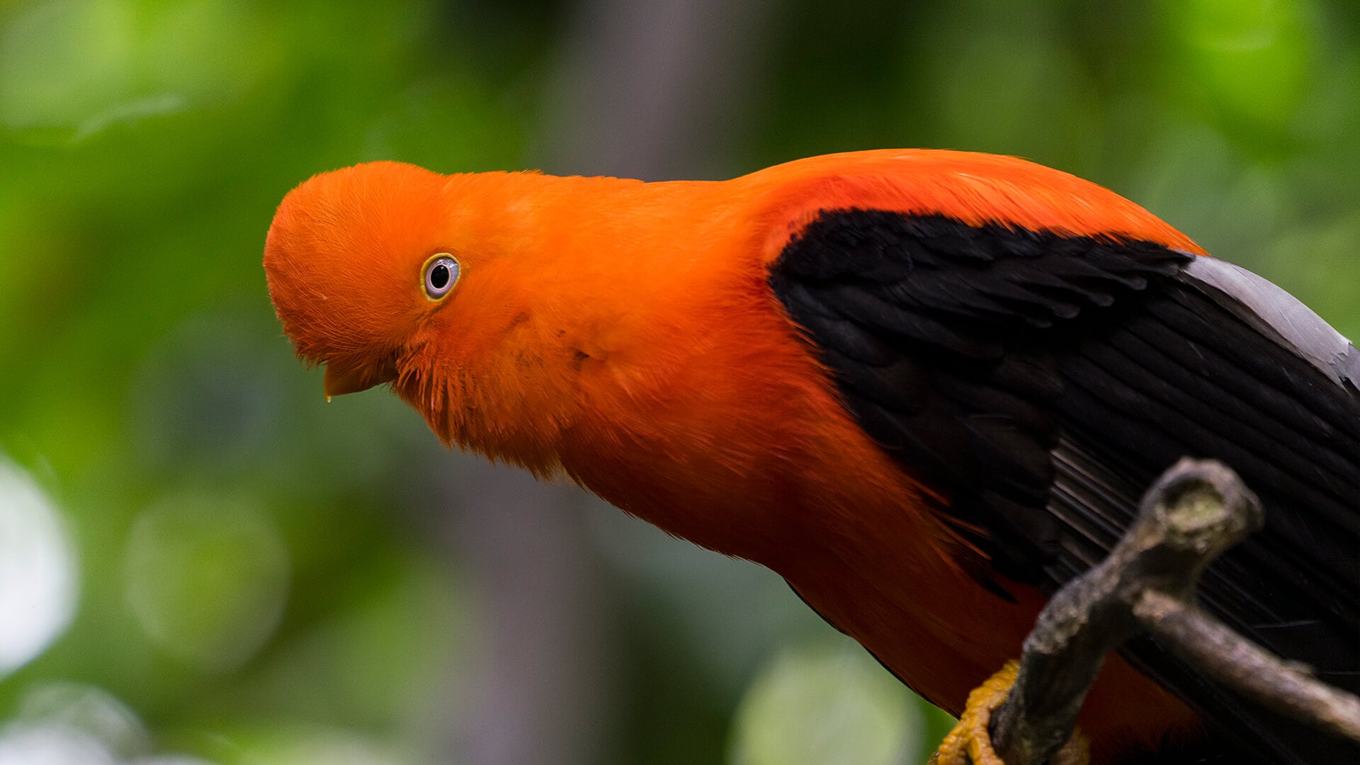 The Most Extreme Birds On The Planet